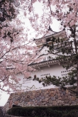 杵築城と桜