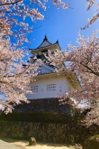 杵築城と桜2022